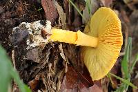 Amanita jacksonii image