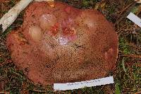 Boletus michoacanus image