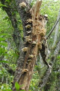 Pleurotus ostreatus image