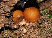 Psilocybe muliercula image