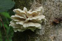 Pleurotus ostreatus image