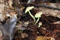 Lepiota trichroma image