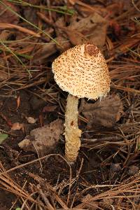 Lepiota magnispora image