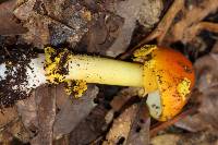 Amanita flavoconia image