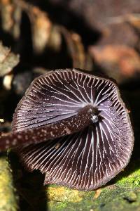 Psilocybe neoxalapensis image