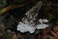 Peltigera neopolydactyla image