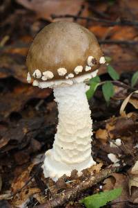 Amanita pantherina image