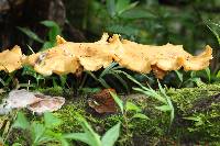 Polyporus varius image