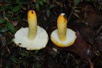 Russula flavida image