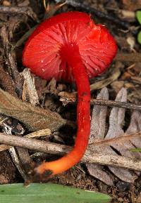 Hygrocybe miniata image