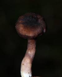 Cantharellus atrolilacinus image