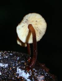 Xeromphalina tenuipes image