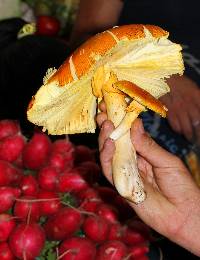 Amanita yema image