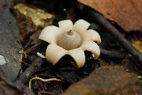 Geastrum saccatum image