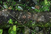 Schizophyllum umbrinum image