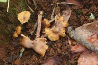 Cantharellus atrolilacinus image