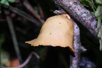 Mycobonia flava image