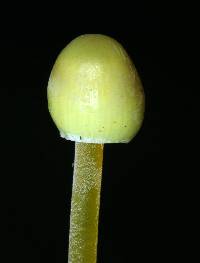 Mycena epipterygia image