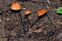 Marasmius siccus image