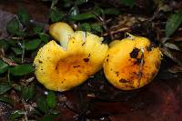 Russula flavida image