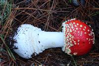 Amanita muscaria subsp. flavivolvata image