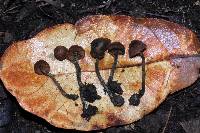 Inocybe calamistrata image