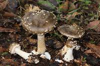 Amanita pantherina image