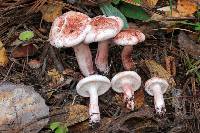 Hygrophorus erubescens image