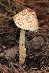 Lepiota magnispora image