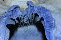 Lactarius indigo image