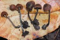 Inocybe calamistrata image