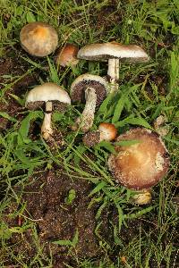 Psilocybe cubensis image