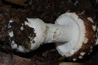 Amanita pantherina image