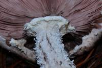 Agaricus subrutilescens image