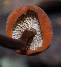 Marasmius cladophyllus image