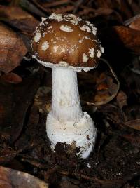 Amanita pantherina image