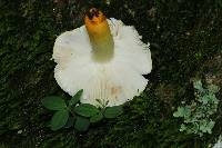 Russula flavida image