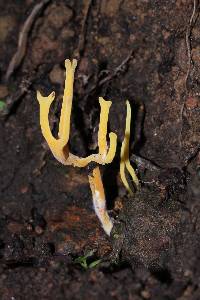 Calocera viscosa image