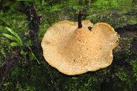 Polyporus varius image