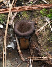 Craterellus cornucopioides image