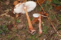 Amanita rubescens image