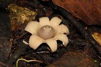 Geastrum saccatum image