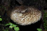 Lentinus bertieri image