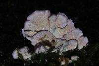 Trichaptum biforme image