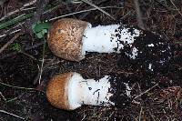 Agaricus augustus image