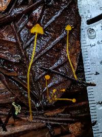 Mycena oregonensis image