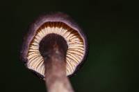 Cantharellus atrolilacinus image