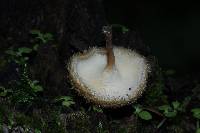 Lentinus bertieri image