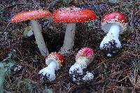 Amanita muscaria subsp. flavivolvata image