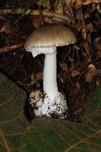 Amanita arocheae image